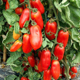 San Marzano Tomato Seeds 15 Count Italian Sauce Tomato Perfect for Canning and Garden Gifts