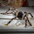 30" Posable Tarantula Halloween Décor