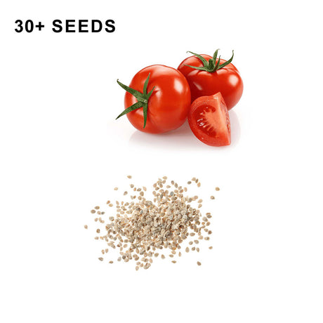 Marglobe Tomato Seeds Organic Non GMO Heirloom Fresh USA Grown Seeds Grow Your Own Tomatoes at Home