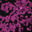 Bag of Fuchsia Color Loose Sequins with Silver Back - 6mm