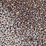 Italian Taupe Animal Digitally Printed Stretch Polyester