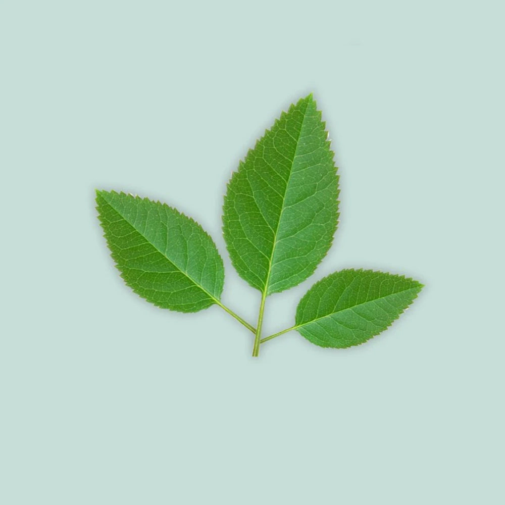 FMM Sugarcraft Rose Leaf Cutter Set. Sizes Approx. 25, 31 & 42mm