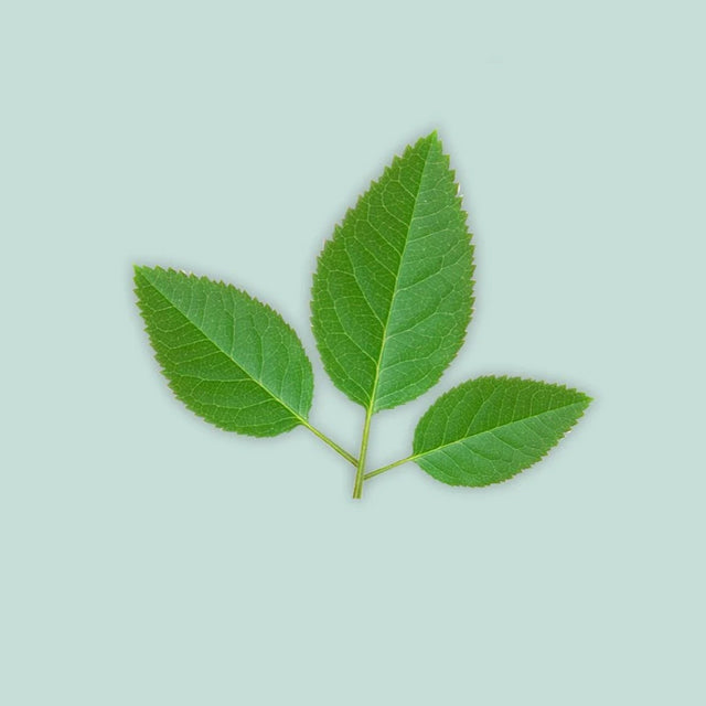 FMM Sugarcraft Rose Leaf Cutter Set. Sizes Approx. 25, 31 & 42mm