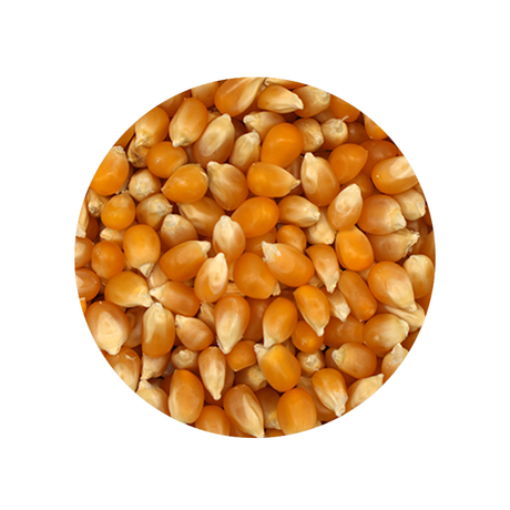 Bulk Foods - Yellow Popcorn Kernels - Bulk Bin 1661 (25 pounds)