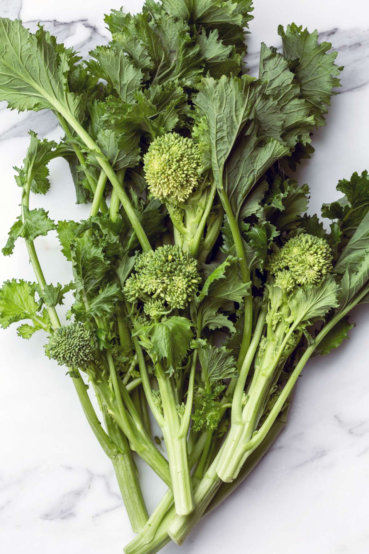 Rapini / Broccoli Rabe