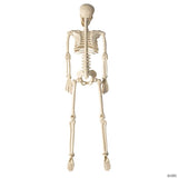 3 Ft. Posable Skeleton with Tattoos Halloween Decoration