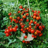 Dwarf Tiny Tim Tomato Seeds 30 Count Heirloom Organic Perfect for Containers and Patio Gardens Heavy Yields