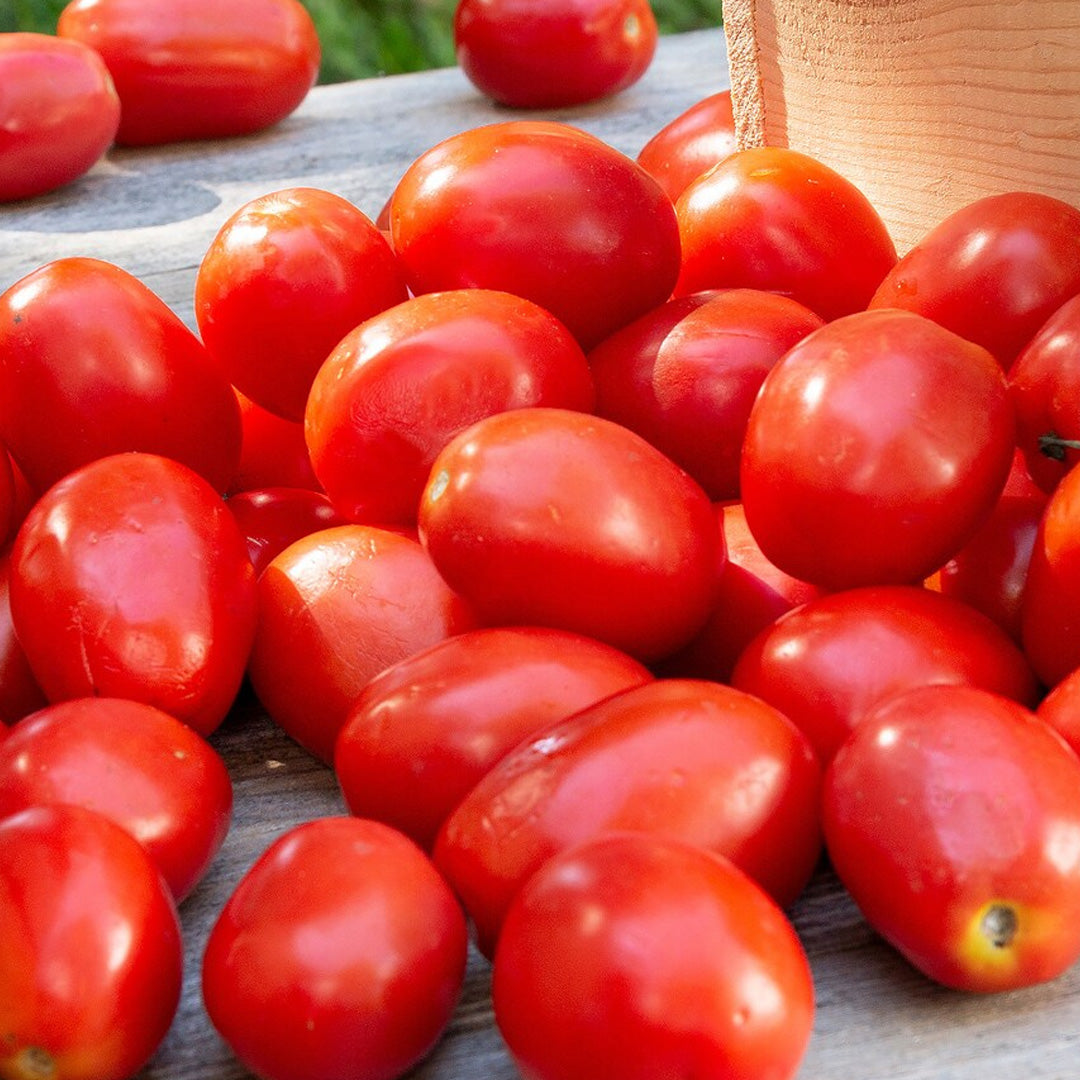 Roma Tomato Heirloom Seeds Paste Tomato Non GMO Open Pollinated Seed Packet