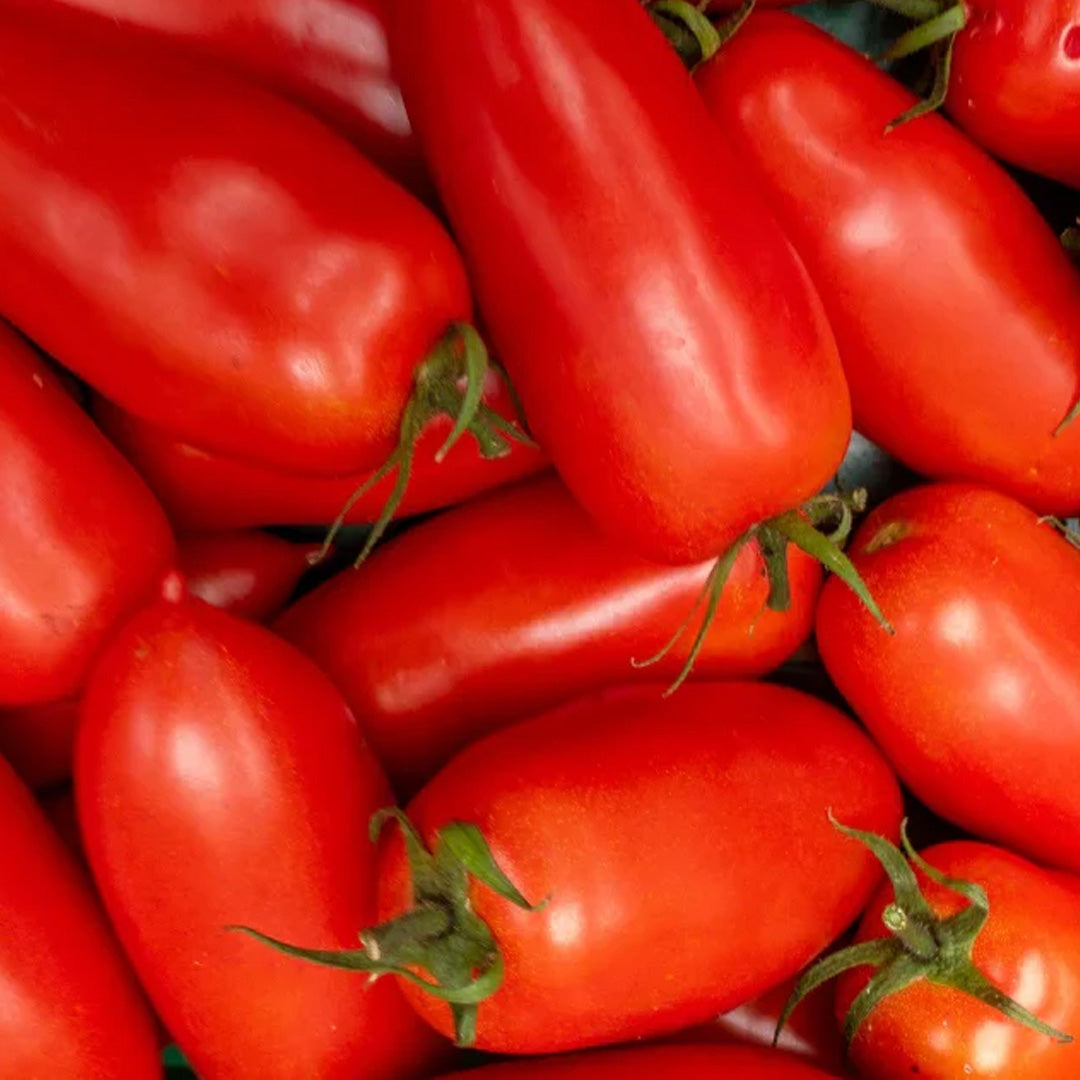 San Marzano Tomato Seeds 15 Count Italian Sauce Tomato Perfect for Canning and Garden Gifts
