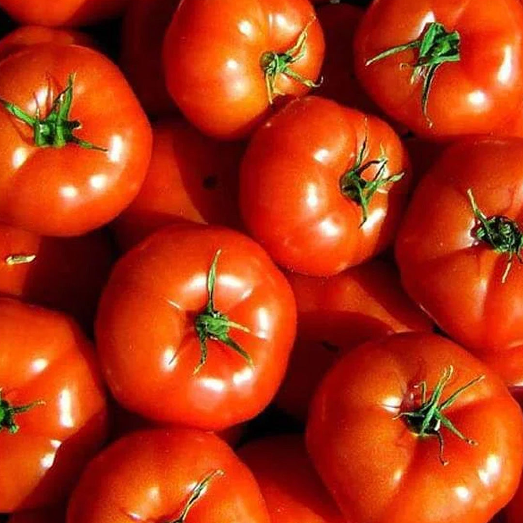 Marglobe Tomato Seeds Organic Non GMO Heirloom Fresh USA Grown Seeds Grow Your Own Tomatoes at Home