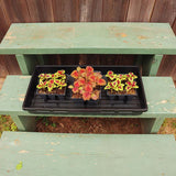Tray No Drainage 11 X 21