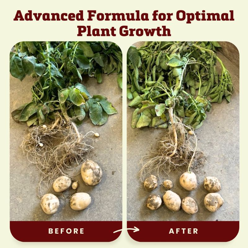 Blooms Super Sprout 10-3-3 Fertilizer
