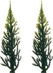 Evergreen (Variegated) Tree - 3 - 12 Count or 144 Count