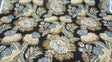 Pkl Studio Balinese Garden Floral Caviar Brown Linen Cotton Fabric - Floral Print, Brown/Beige/Taupe, 25.25" Vertical Repeat, 27" Horizontal Repeat (1 Yard)