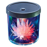 Crystal Growing Light-Up Display