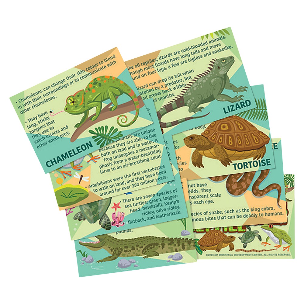 Mould & Paint Reptile & Amphibian Craft Kit