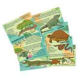 Mould & Paint Reptile & Amphibian Craft Kit