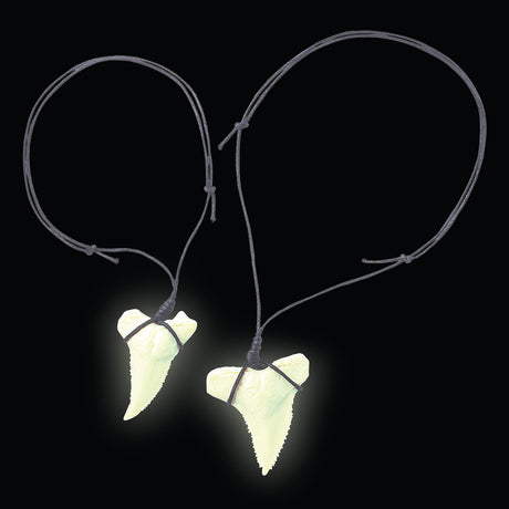 Glow Shark Tooth Fossils Dig Kit