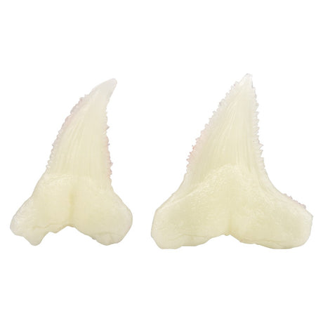 Glow Shark Tooth Fossils Dig Kit