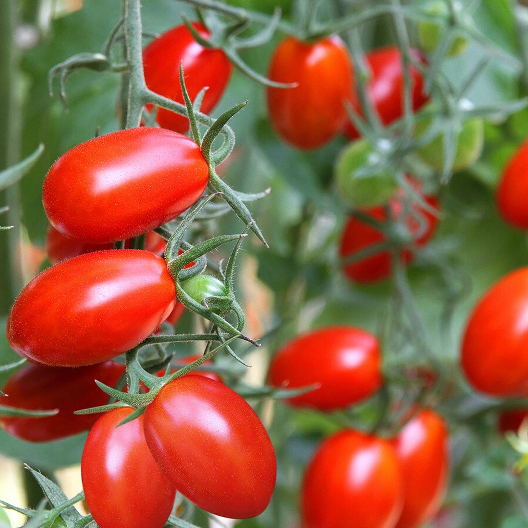 Roma Tomato Heirloom Seeds Paste Tomato Non GMO Open Pollinated Seed Packet