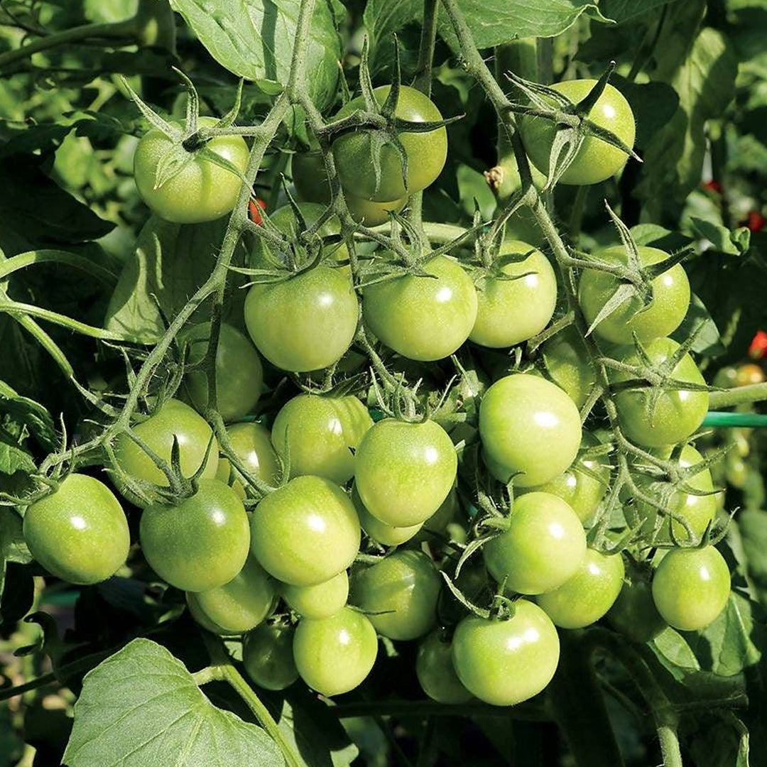 Sungreen Cherry Tomato Seeds 20 Seeds Organic Unique Green Cherry Tomato Variety