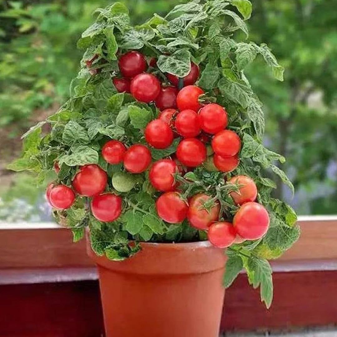 Dwarf Tiny Tim Tomato Seeds 30 Count Heirloom Organic Perfect for Containers and Patio Gardens Heavy Yields