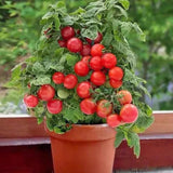 Dwarf Tiny Tim Tomato Seeds 30 Count Heirloom Organic Perfect for Containers and Patio Gardens Heavy Yields