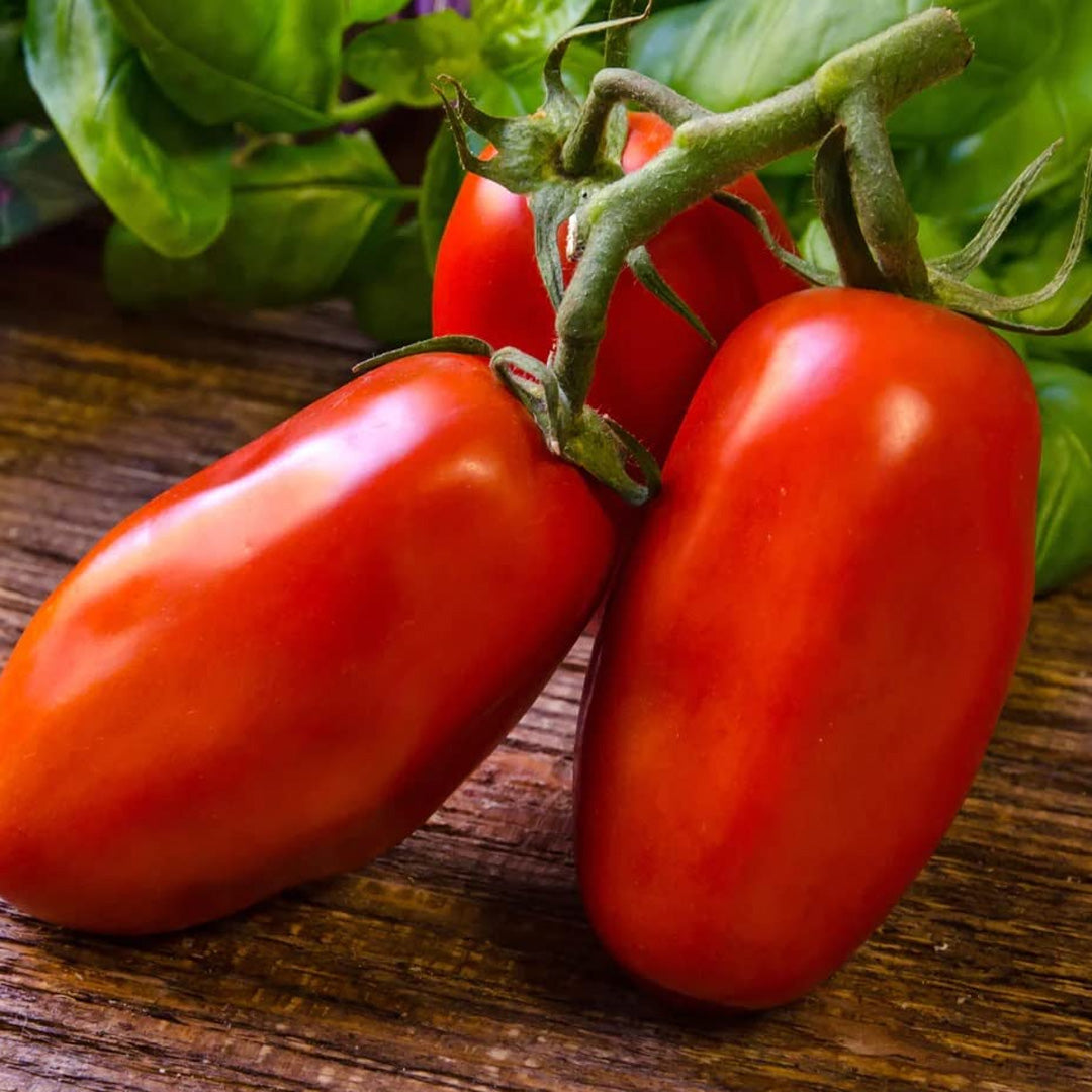 San Marzano Tomato Seeds 15 Count Italian Sauce Tomato Perfect for Canning and Garden Gifts