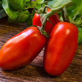 San Marzano Tomato Seeds 15 Count Italian Sauce Tomato Perfect for Canning and Garden Gifts