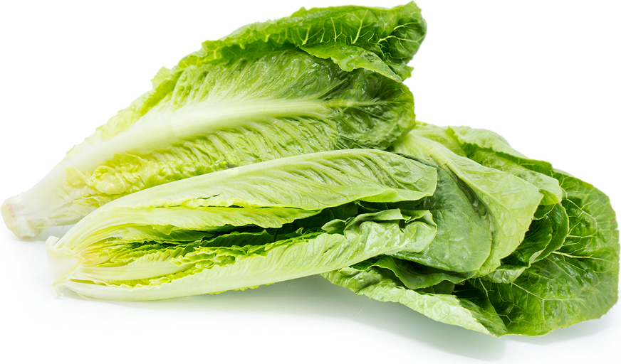 Romaine & Romaine Hearts