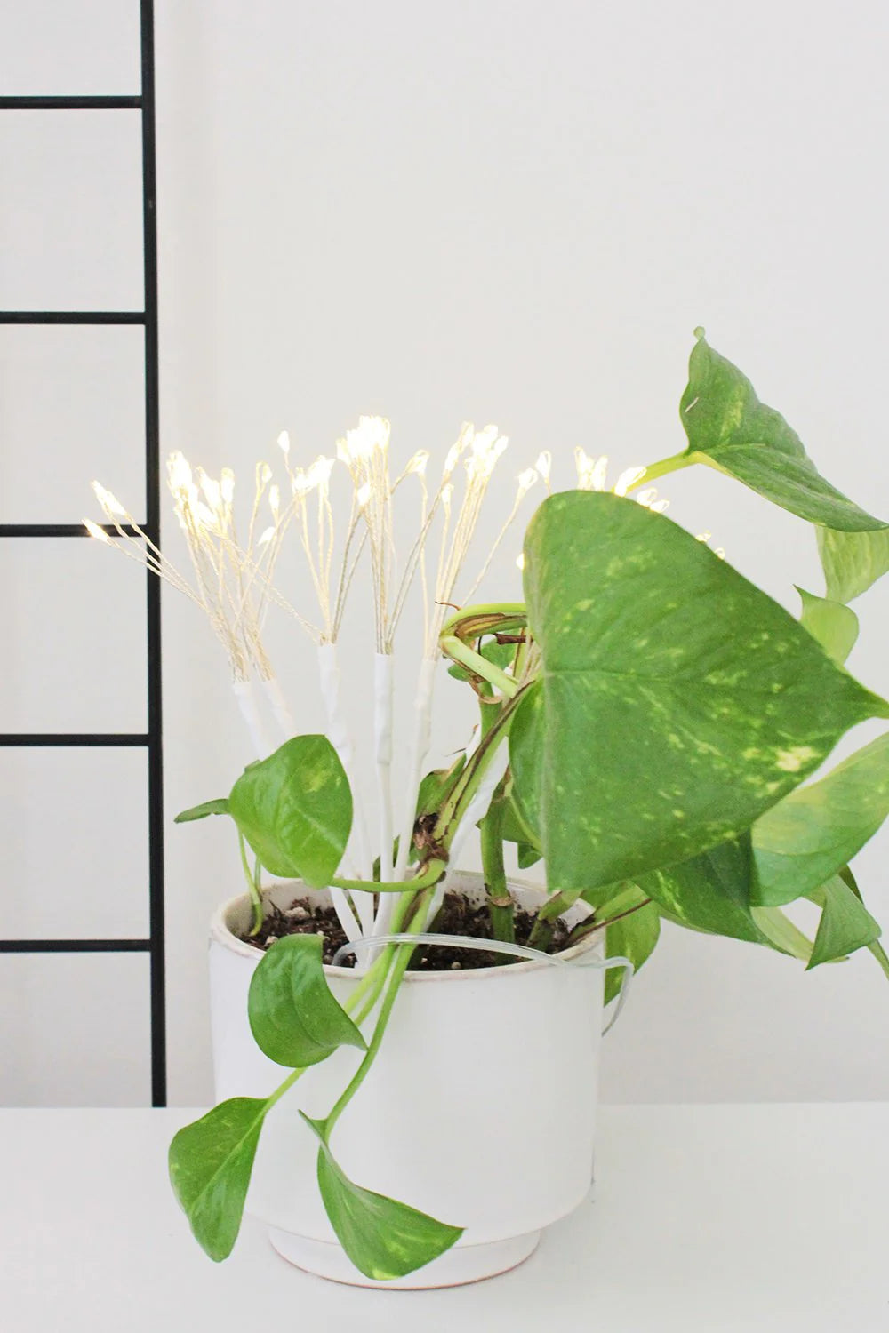 80 LED Battery Operated Dandelion Lights