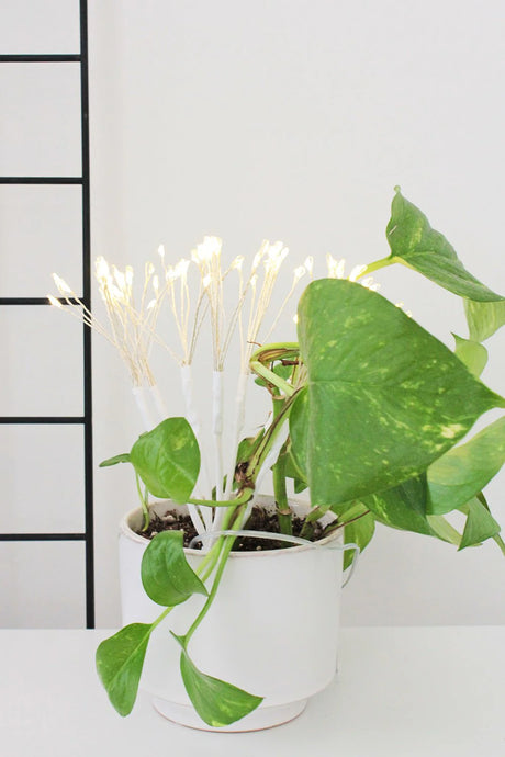 80 LED Battery Operated Dandelion Lights