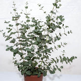 Eucalyptus Silver Drop Seed