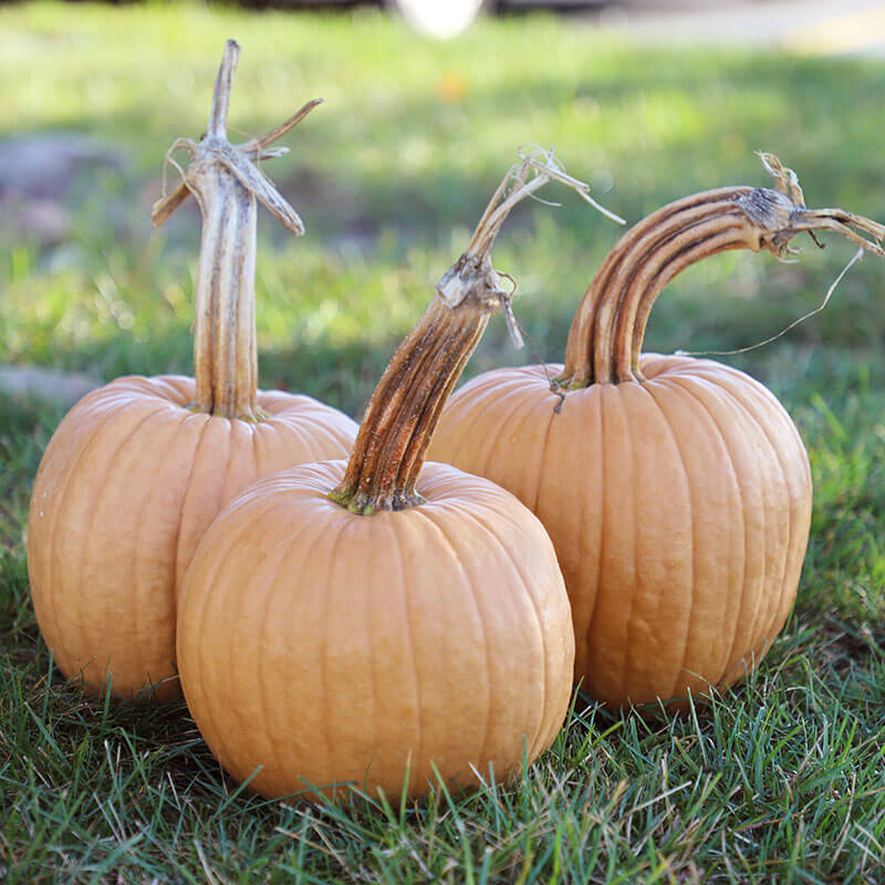 Pumpkin Hot Chocolate F1 Seed
