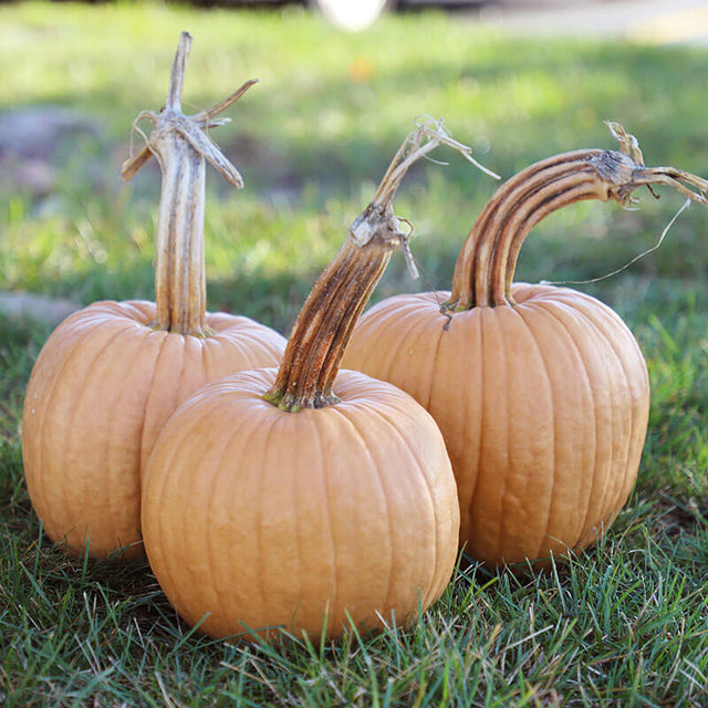Pumpkin Hot Chocolate F1 Seed