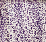 Lace Animal Print 5455-2 Sample Lace Fabric - Lavender/Ivory Animal Print, 50/52" Width