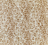 Lace Animal Print 5455-2 Sample Lace Fabric - Mocha/Ivory Animal Print, 50/52" Width