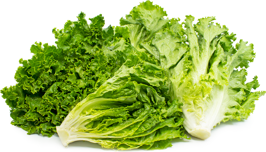 Lettuce: Green Leaf