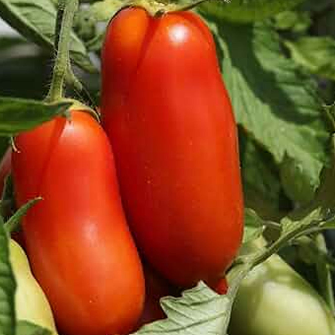 San Marzano Tomato Seeds 15 Count Italian Sauce Tomato Perfect for Canning and Garden Gifts