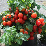 Dwarf Tiny Tim Tomato Seeds 30 Count Heirloom Organic Perfect for Containers and Patio Gardens Heavy Yields