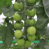 Sungreen Cherry Tomato Seeds 20 Seeds Organic Unique Green Cherry Tomato Variety