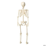 5 Ft. Life-Size Posable Skeleton with Tattoos Halloween Decoration