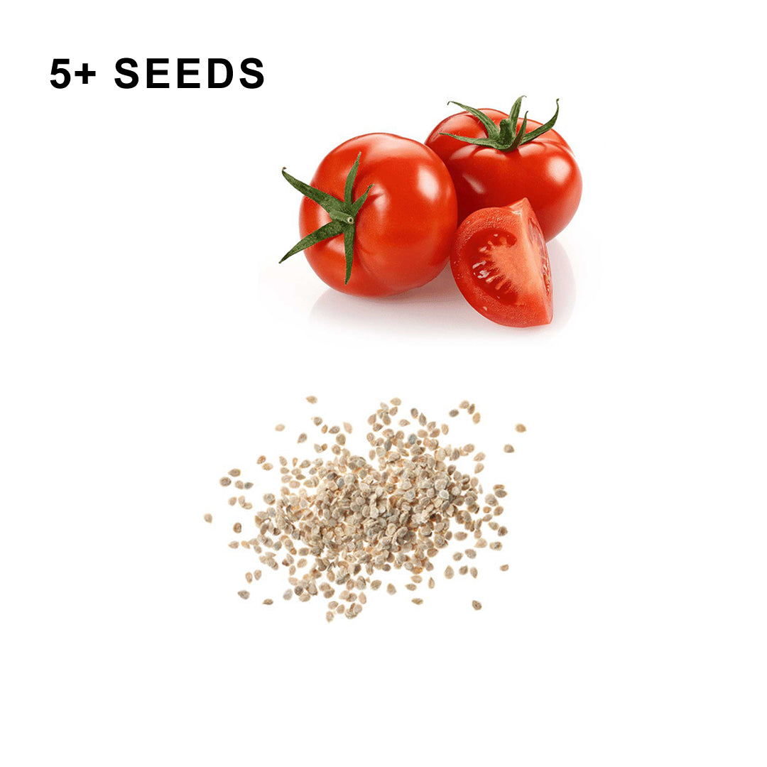 Marglobe Tomato Seeds Organic Non GMO Heirloom Fresh USA Grown Seeds Grow Your Own Tomatoes at Home