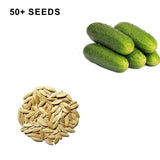 National Pickling Cucumber Seeds Organic and Non GMO Grow Your Own Cucumbers at Home