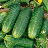Pioneer F1 Hybrid Cucumber Seeds Heirloom Pickling Cucumber High Yield Cucumis Sativus Open Pollinated Non GMO