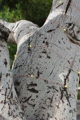 Solar Powered 200 LED 72 ft Copper Wire Fairy Light – 8 Modes