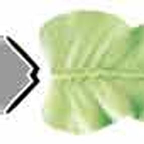 SS Decor Leaf Decorating Tip #70