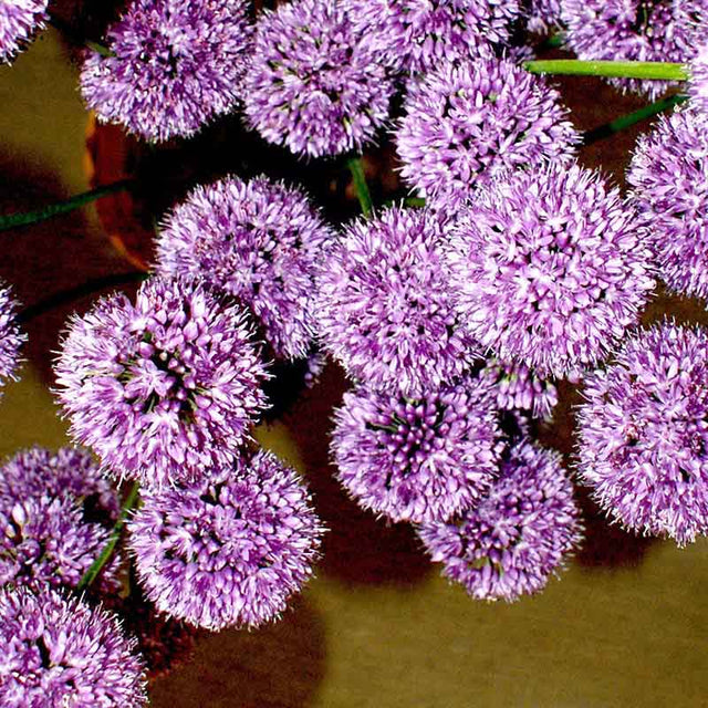 Allium Quattro F1 Seed