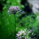 Allium Quattro F1 Seed
