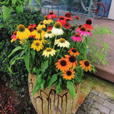 Echinacea Pollynation Mix Seed
